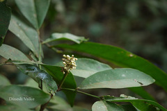 Glycosmis pentaphylla